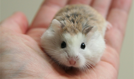 Hamster