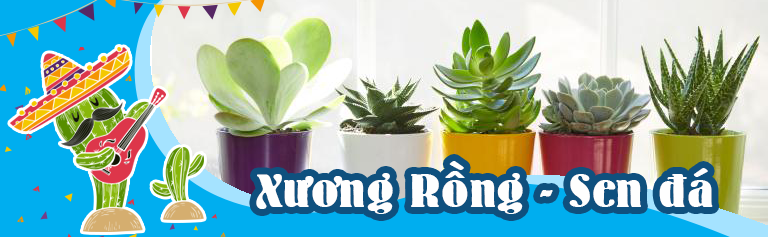 bannerngangxuongrong